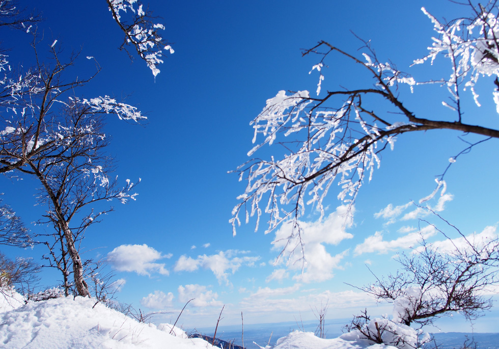 雪の塔ノ岳 頂上付近の樹氷