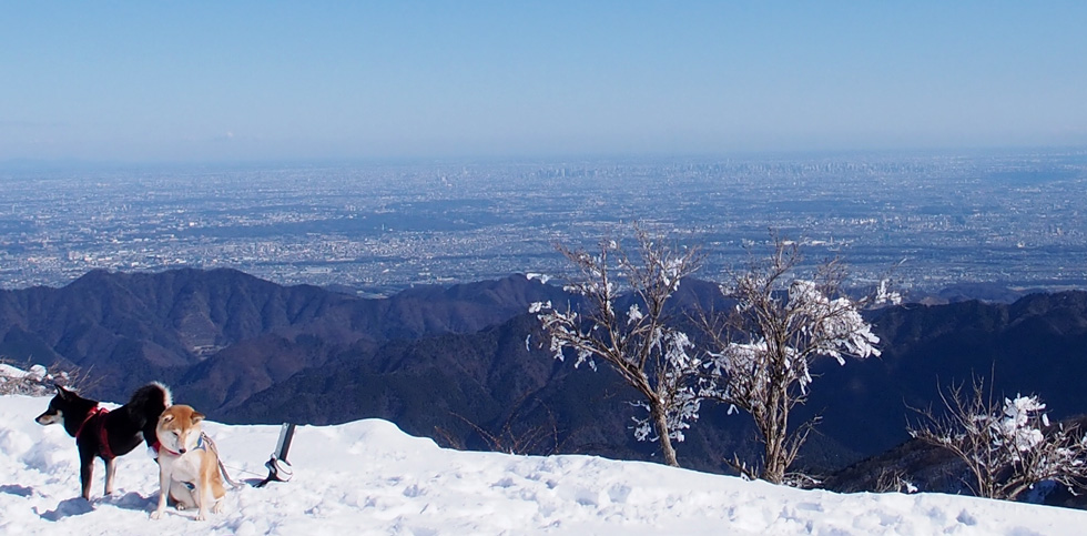 雪の塔ノ岳山頂とワンコ